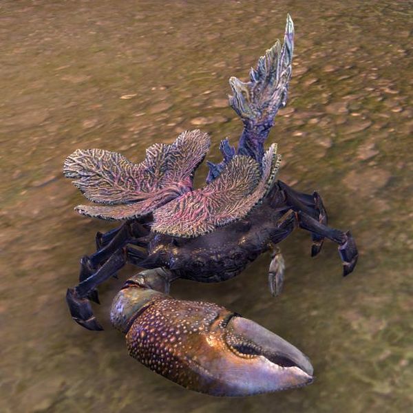 Файл:ON-pet-Coral Mudcrab.jpg