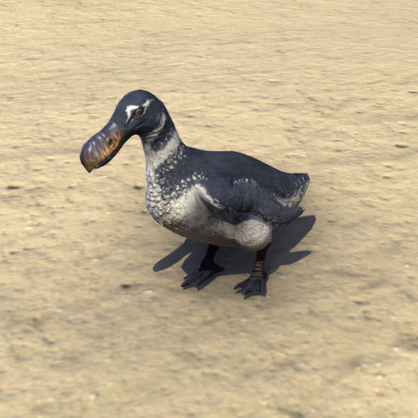 Файл:ON-pet-Chub Loon.jpg