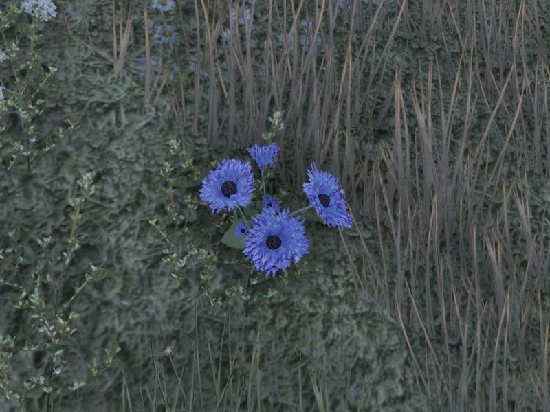 Файл:ON-node-Corn Flower.jpg
