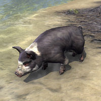 Файл:ON-pet-Psijic Domino Pig.jpg