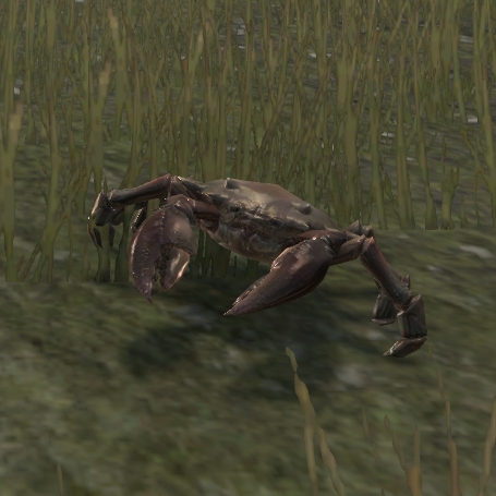 Файл:ON-pet-Rufous Mudcrab.jpg
