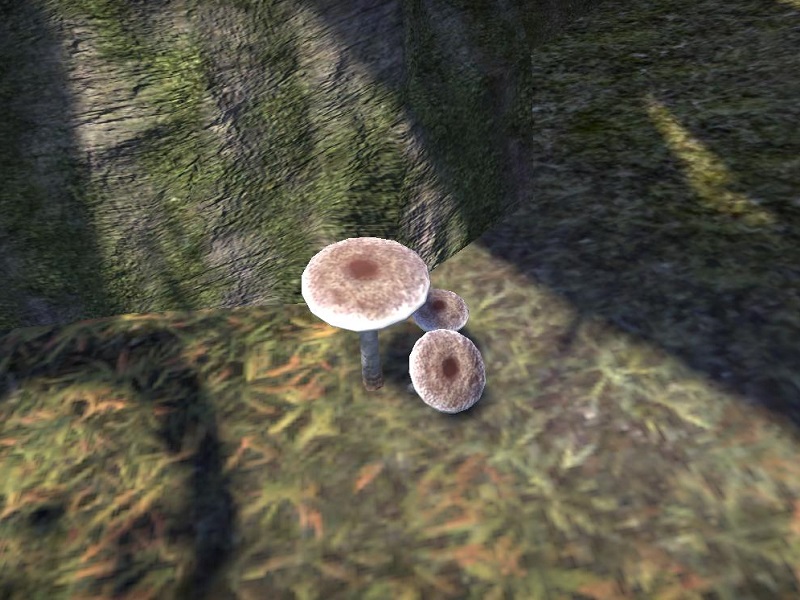 Файл:ON-node-White Cap.jpg