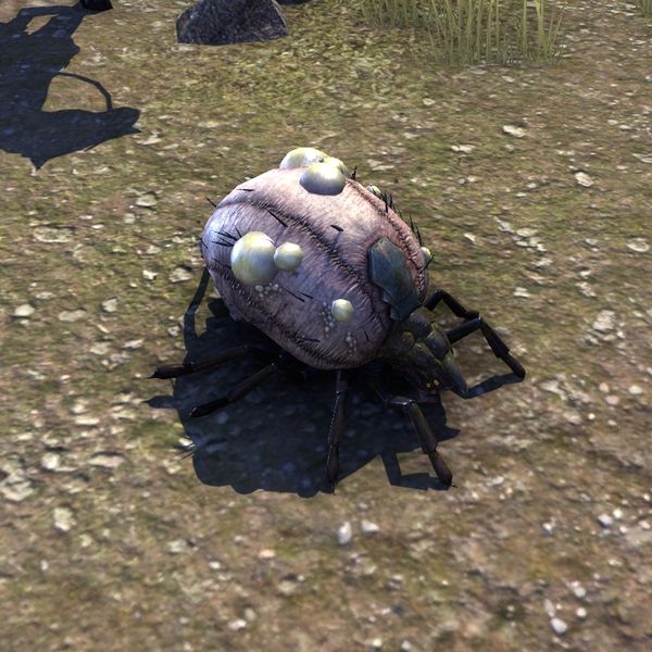 Файл:ON-pet-Necrotic Hoarvor.jpg