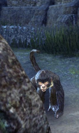 Файл:ON-npc-Suspicious Monkey.jpg