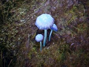 ON-node-Violet Coprinus.jpg