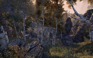 ON-interior-Jerall Mountains Logging Track 01.jpg