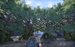 ON-place-Rootwater Grove 01.jpg