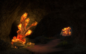 ON-place-Coral Heart Chamber 02.jpg