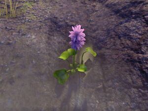 ON-node-Water Hyacinth.jpg