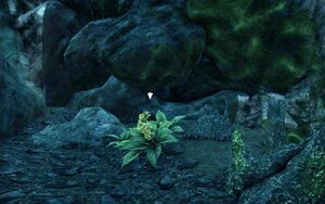 ON-quest-Flowers in the Folly 04.jpg