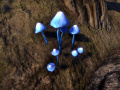 Голубая энтолома. (Blue Entoloma)