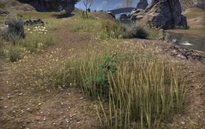 ON-node-Blessed Thistle.jpg