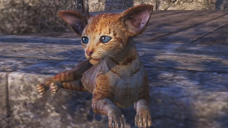 Файл:ON-pet-Big-Eared Ginger Kitten 01.jpg